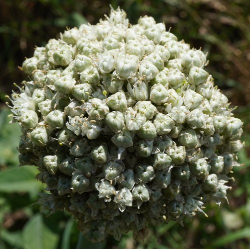 Onion (Allium cepa)