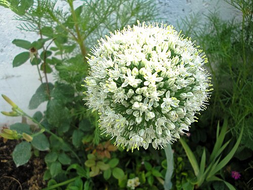 Onion: Allium cepa, Alliaceae, Garden Onion, flowers, Amol, Iran.
