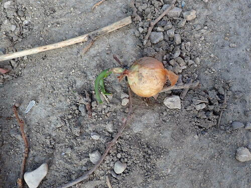 Onion (Allium cepa)
