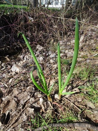 Onion (Allium cepa)