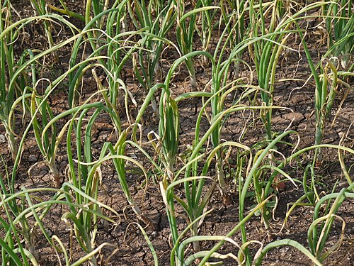 Onion: Allium cepa