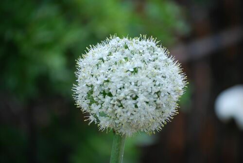 Onion (Allium cepa)