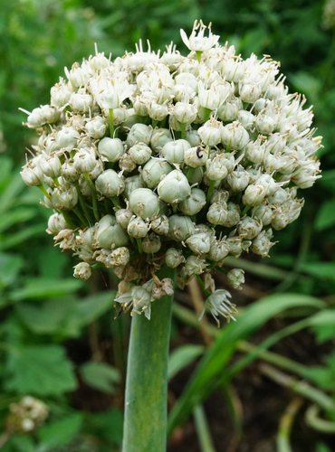 Onion (Allium cepa)