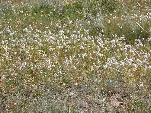 Nodding onion: Nodding onion, Allium cernuum, is typically abundantly flowering by mid summer after Allium textile, the other white flowered onion that has erect flowering hea