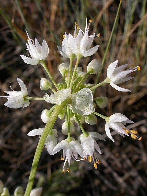Nodding onion: The peduncle nods just below the flowering head, thus rendering the common name nodding onion.