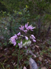 Nodding onion (Allium cernuum)