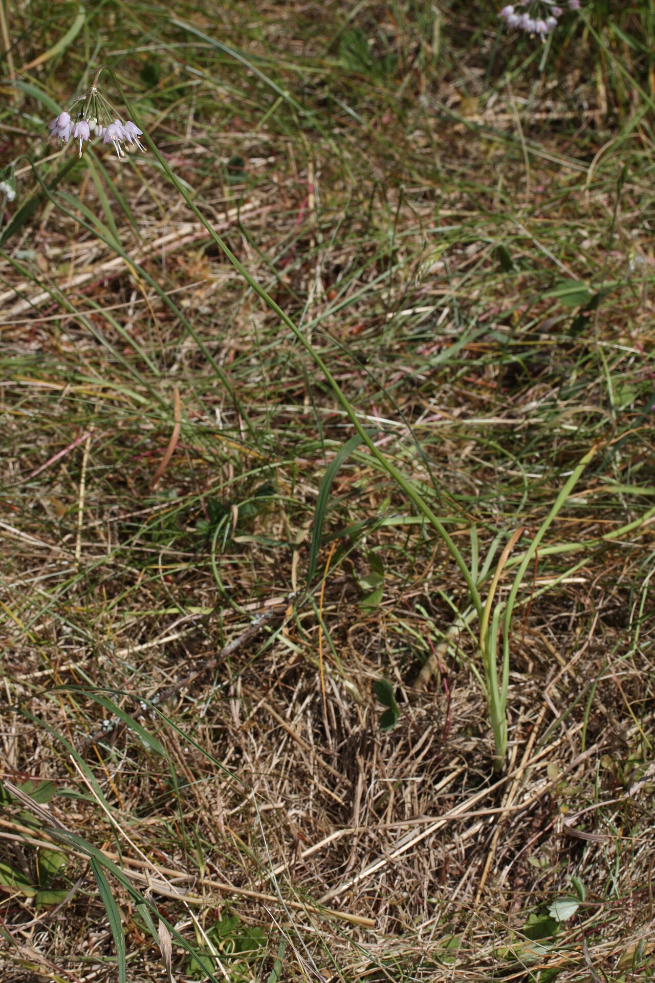 Nodding onion: Nodding Onion