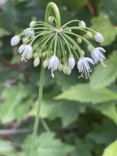 Nodding onion (Allium cernuum)