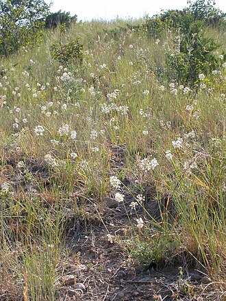 Nodding onion: Nodding onion, Allium cernuum, is typically abundantly flowering by mid summer after Allium textile, the other white flowered onion that has erect flowering hea