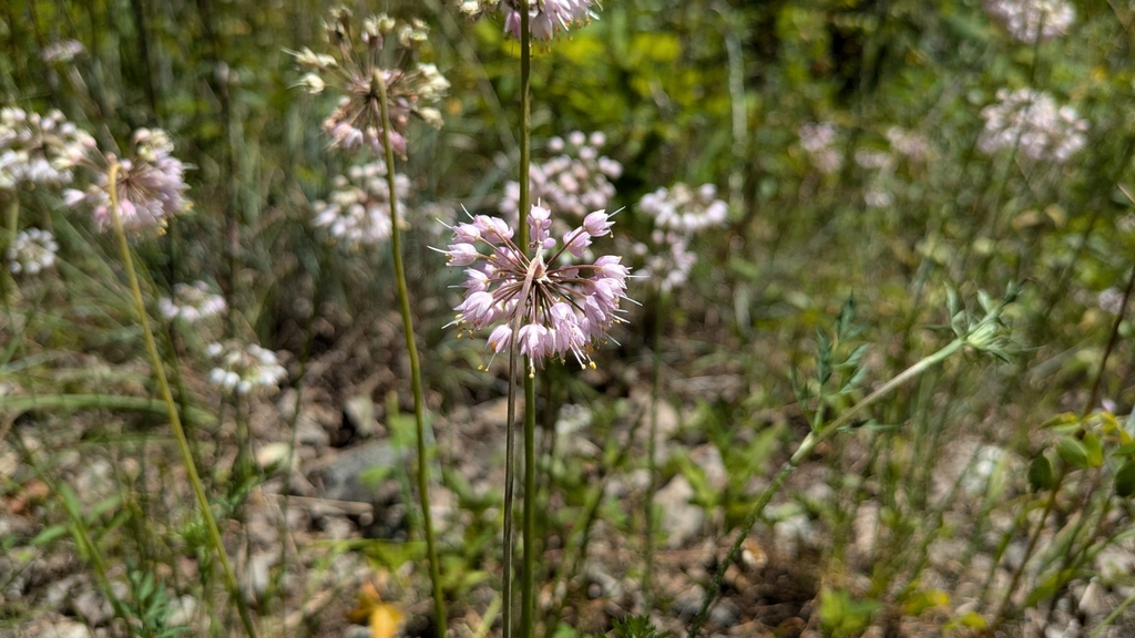 Nodding onion (Allium cernuum)