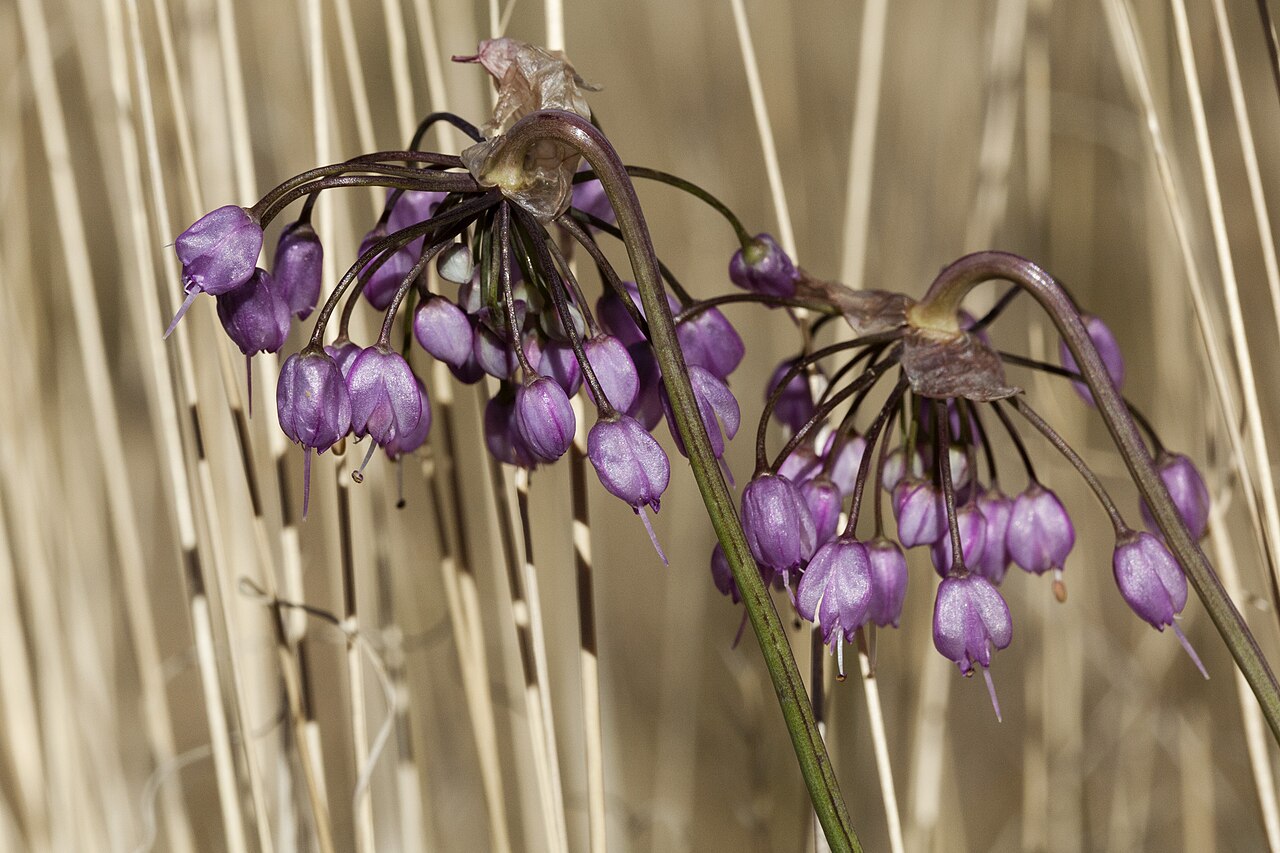 Nodding onion: Allium cernuum , Sangre de Cristo Mountains, east of Big Costilla Peak in a park between Casias Creek and Costilla Creek, 36.9201 -105.2591, Taos County, New Me