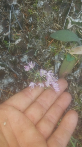 Nodding onion (Allium cernuum)
