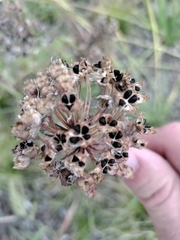 Nodding onion (Allium cernuum)