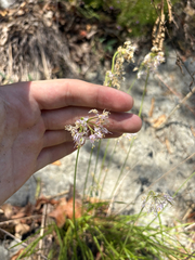 Nodding onion (Allium cernuum)