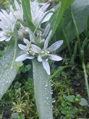 Dwarf garlic (Allium chamaemoly)