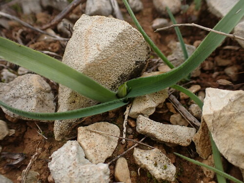 Dwarf garlic (Allium chamaemoly)