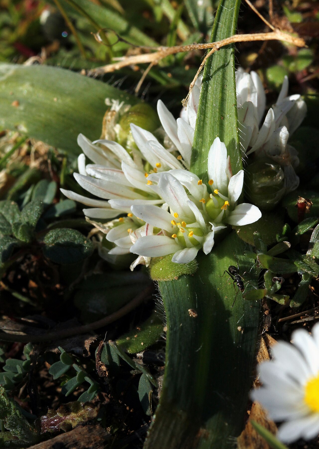 Dwarf garlic: Ail petit Moly - inflorescence