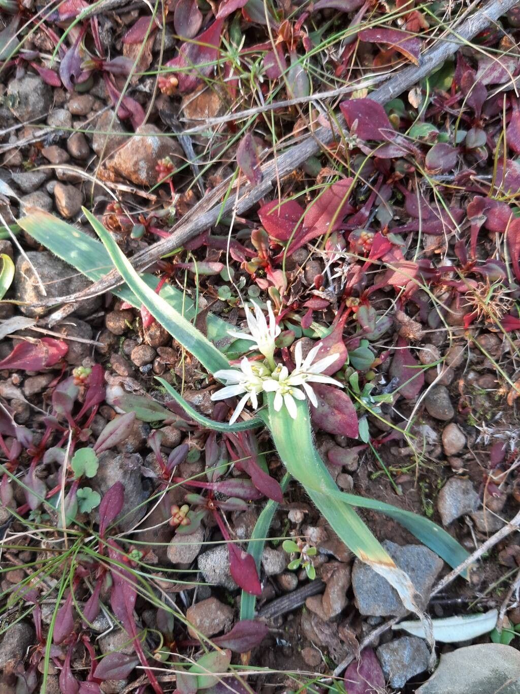 Dwarf garlic (Allium chamaemoly)