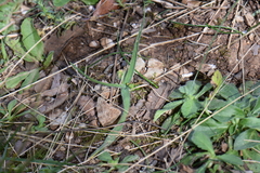 Dwarf garlic (Allium chamaemoly)