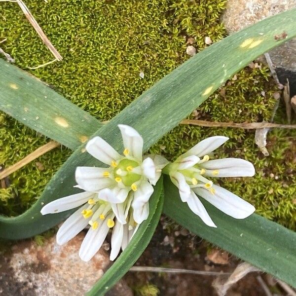 Dwarf garlic (Allium chamaemoly)