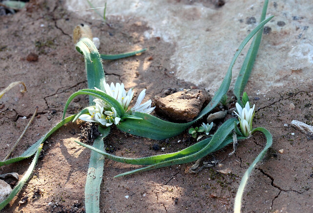 Dwarf garlic: Ail petit Moly