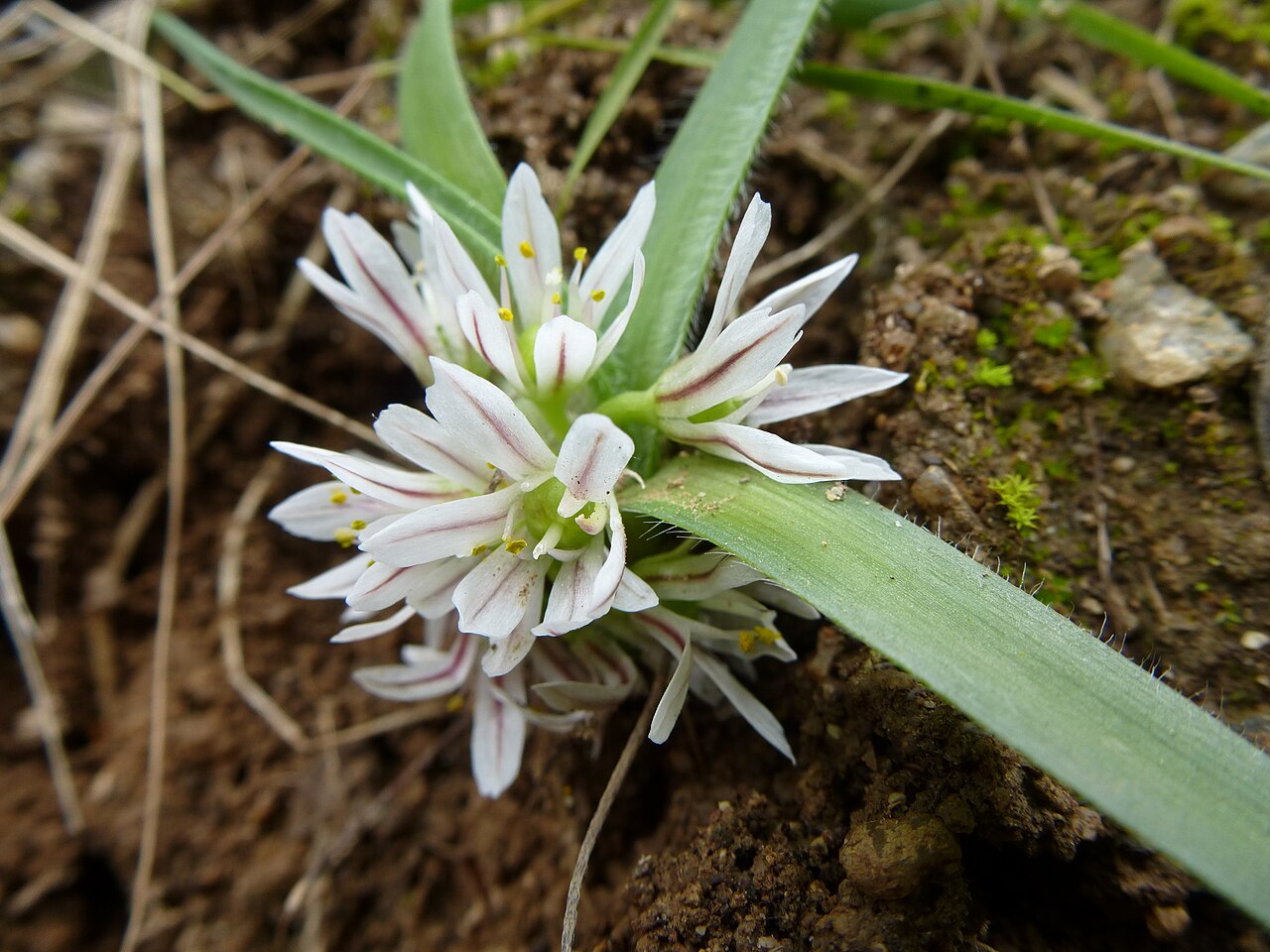 Dwarf garlic: Dwarf garlic (Allium chamaemoly) in its natural habitat in Corte, Corsica