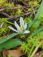 Dwarf garlic (Allium chamaemoly)