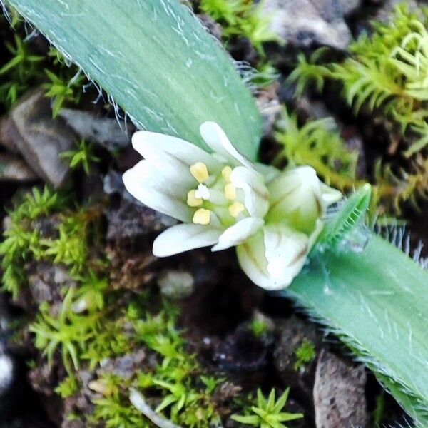 Dwarf garlic (Allium chamaemoly)