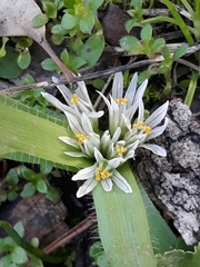 Dwarf garlic (Allium chamaemoly)