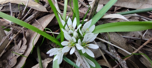 Dwarf garlic (Allium chamaemoly)