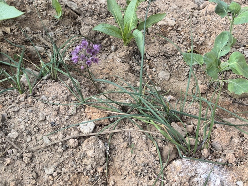 Rakkyo (Allium chinense)