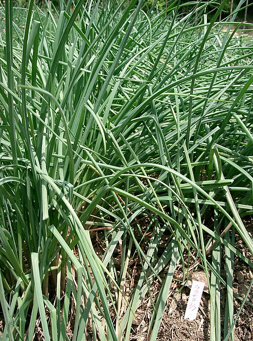 Rakkyo: Allium chinense