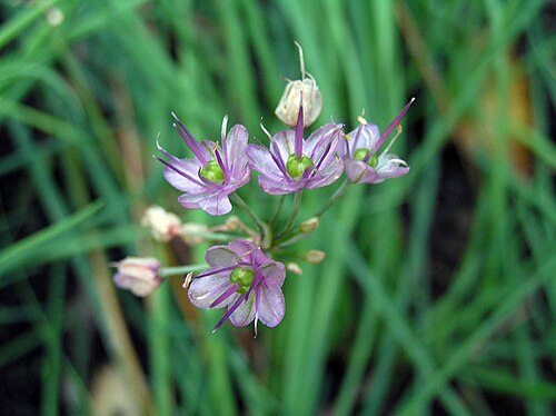 Rakkyo: 薤(蕎頭) Allium bakeri [台北植物園 Taipei Botanical Garden]
