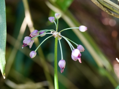 Rakkyo (Allium chinense)