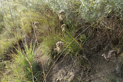 Allium clathratum (Allium clathratum)