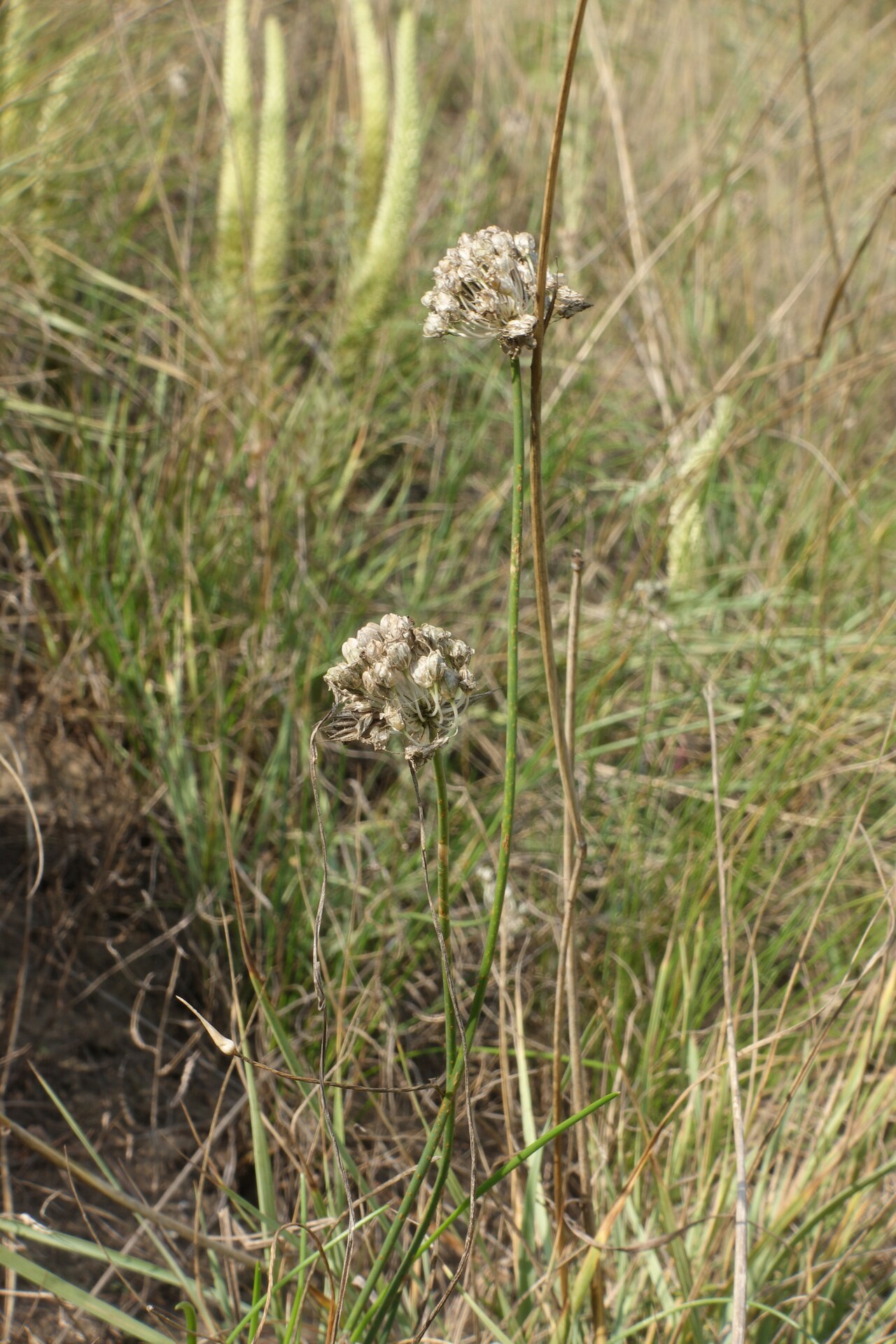 Allium clathratum: Allium clathratum