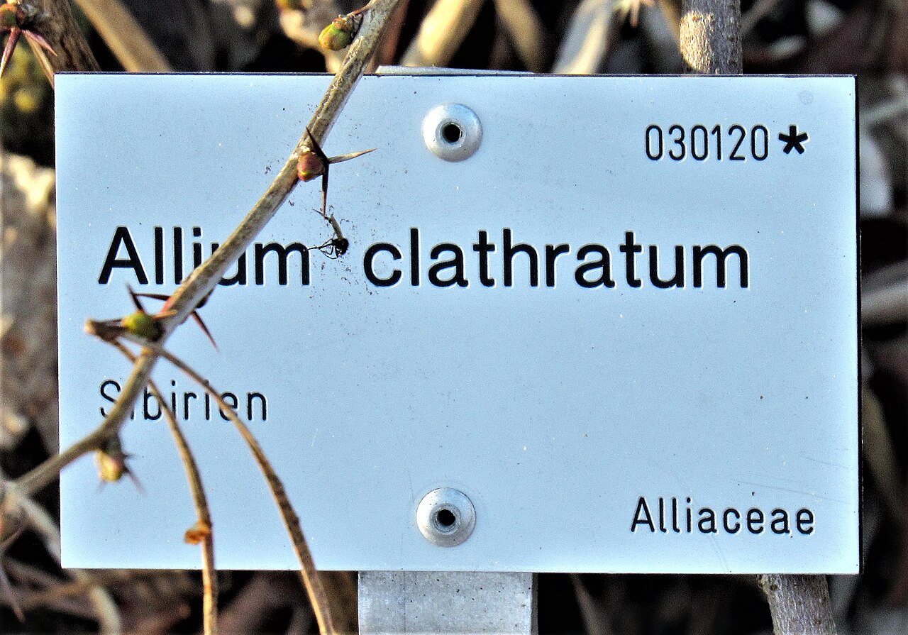 Allium clathratum: Infotafel