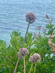Allium commutatum (Allium commutatum)