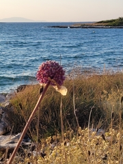 Allium commutatum (Allium commutatum)