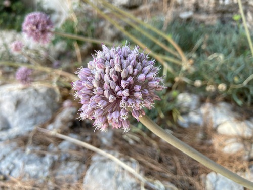Allium commutatum (Allium commutatum)