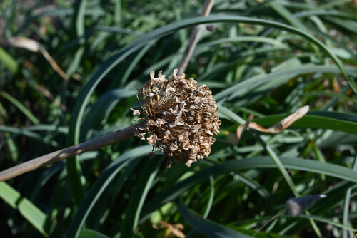 Allium commutatum (Allium commutatum)
