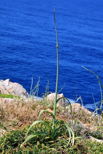 Allium commutatum (Allium commutatum)