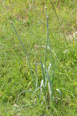 Allium commutatum (Allium commutatum)