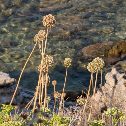 Allium commutatum (Allium commutatum)