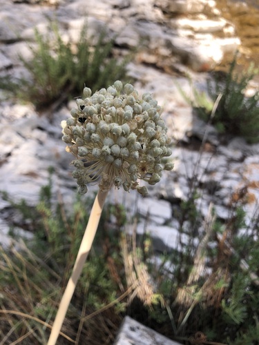 Allium commutatum (Allium commutatum)