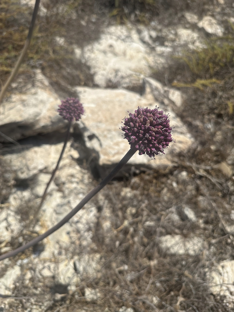 Allium commutatum (Allium commutatum)