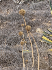Allium commutatum (Allium commutatum)