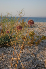 Allium commutatum (Allium commutatum)