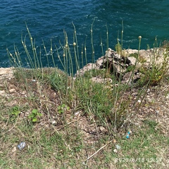 Allium commutatum (Allium commutatum)