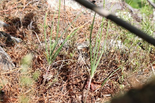 Oriental yellow chive (Allium condensatum)